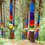 Descubre el impresionante arte natural del Bosque de Oma en Vizcaya